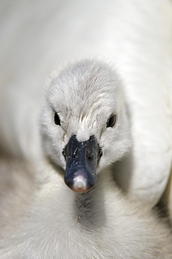 Mute swan (cygnus olor) close-up of cygnet, abbotsbury, uk