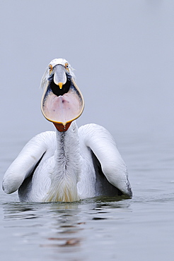 Dalmatian pelican (pelecanus crispus) adult with pouch extended, lake kerkini, greece  