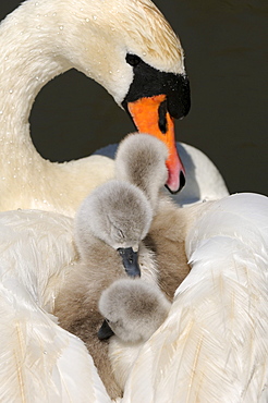 Mute swan (cygnus olor) cygnets on mothers back, abbotsbury, uk