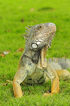 Iguana (iguana iguana) walking on grass, parque bolivar, guayaquil, ecuador  