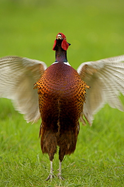 Pheasant (phasianus colchicus) male displaying, oxfordshire, uk