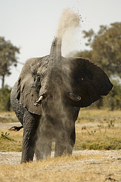 African elephant. Loxodonta africana. Throwing dust on to back. Savuti, botswana