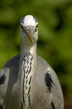 Grey heron (ardea cinerea), richmond park, london, uk.