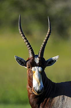 Blesbok or bontebok (damaliscus dorcas) eastern cape, south africa