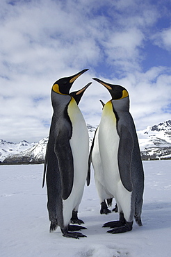 King penguins (aptenodytes patagonicus) st andrews bay, south georgia, in snowy landscape, standing face to face