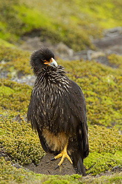 Striated caracara (phalcoboenus australis) new island, falkland islands, perched on one leg on the ground, preening.