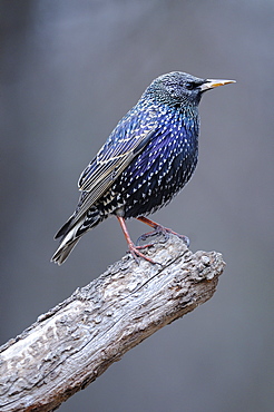 European starling (sturnus vulgaris) in winter plumage, perched on branch, bulgaria  