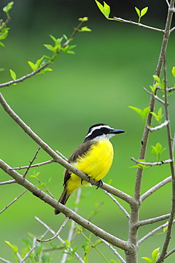 Great kiskadee (pitangus sulphuratus) perched in bush, georgetown, guyana  