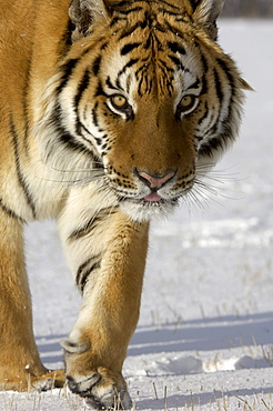 Siberian tiger (panthera tigris altaica) walking in snow, captive