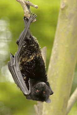 Livingstones fruit bat (pteropus livingstonii) native of the comoro islands (captive bristol zoo)