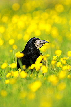 Rook (Corvus frugilegus) on ground amongst buttercups, Oxfordshire, UK