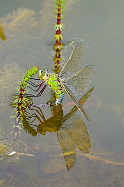 Emperor dragonfly (anax imperator) female laying eggs in aquatic vegetation, oxfordshire, uk  