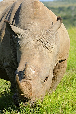 White rhinoceros (ceratotherium simum) close-up of head, eating grass, eastern cape, south africa