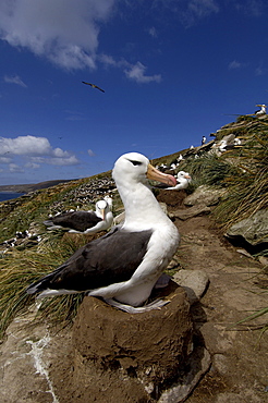 Black-browed albatross (diomedea melanophoris) falkland islands, sat on nest. view of colony behind.