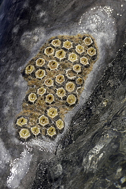 Grey whale (eschrichtius robustus) san ignacio, baja california, mexico, close-up of barnacles and lice on whales skin