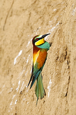 European Bee-eater (Merops apiaster) clinging to side of sandy bank, Bulgaria