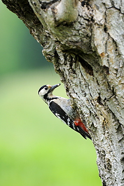 Syrian Woodpecker (Dendrocopos syriacus) female with food,perched at entrance to nest hole, Bulgaria