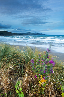 Castlepoint, Wellington Region, North Island, New Zealand, Pacific