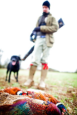 Pheasant and gun and gun dog, Oxfordshire, England, United Kingdom, Europe
