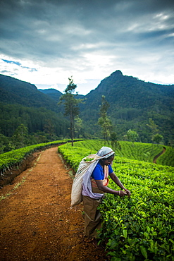 Tea picker, Haputale, Sri Lanka, Asia