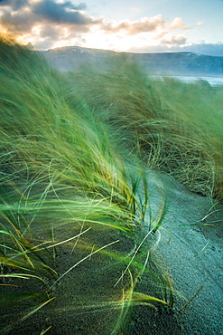 Marram grass blows in the wind, Harlech, Gwynedd, Wales, United Kingdom, Europe