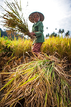 Workers in a Padi Field in Bukittinggi, Indonesia, Southeast Asia