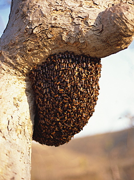 Swarm of wild bees hanging from a tree, Maharashtra, India, Asia