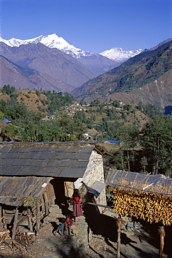 Corn hanging to dry outside village house, Sikha village, and view looking north between Tatopani and Ghorepani on the Jomsom (Jomson) Trek, north of Pokhara, Himalayas, Nepal, Asia