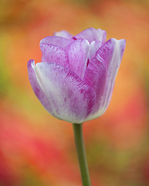 Tulip, United Kingdom