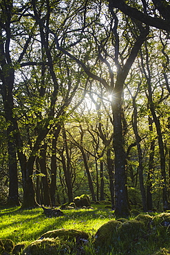 Ancient oak woodland in the Dart Valley, near Dartmeet, Dartmoor National Park, Devon, England, United Kingdom, Europe