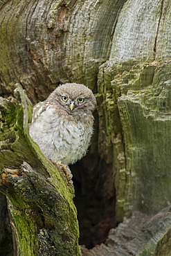 Little owl (Athene noctua), Yorkshire, England, United Kingdom, Europe