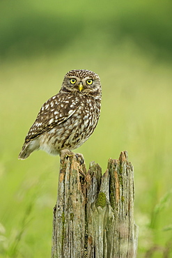 Little owl (Athene noctua), Yorkshire, England, United Kingdom, Europe