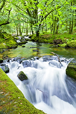 River Fowey, Golitha Falls, Looe, Cornwall, England, United Kingdom, Europe