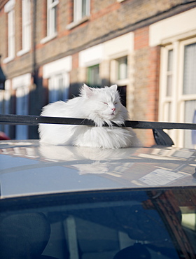 Fat cat dozing in the sun on the roof of a car, United Kingdom, Europe