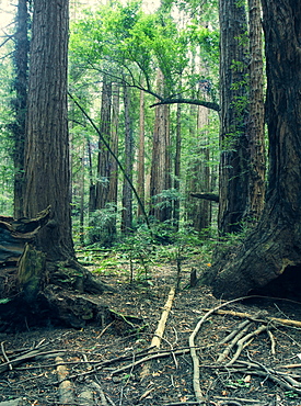 Giant redwood (sequioa) trees in Redwood National Park, Northern California, United States of America, North America