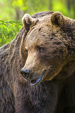 Portrait of a brown bear (Ursus arctos), Finland, Scandinavia, Europe