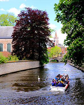 Tourist boat in the canals of Bruges with the Church of our Lady in the background, Bruges, Belgium, Europe