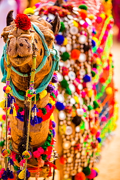 Camel at the Pushkar Camel Fair, Pushkar, Rajasthan, India, Asia