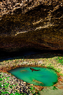 Seal playing in Golden Bay, Tasman Region, South Island, New Zealand, Pacific