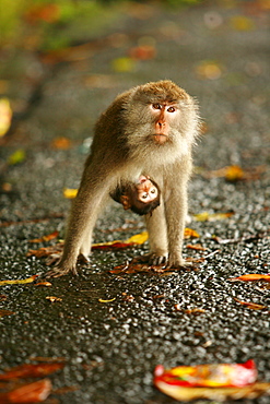 Monkey and baby, Sacred Monkey Forest, Bali, Indonesia, Southeast Asia, Asia