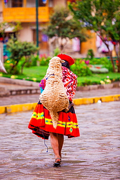 Woman carrying her sheep, Ollantaytambo, Peru, South America