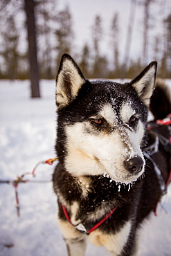 Husky dog, Dogsledding Safari, Kakslauttanen Igloo Village, Saariselka, Finland, Scandinavia, Europe