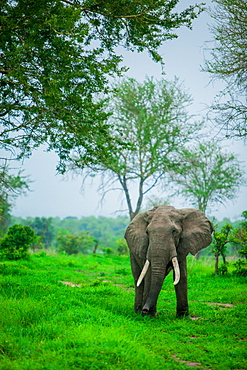 Elephant on safari, Mizumi Safari Park, Tanzania, East Africa, Africa