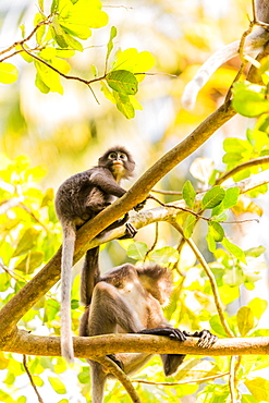 Monkeys in Krabi, Thailand, Southeast Asia, Asia