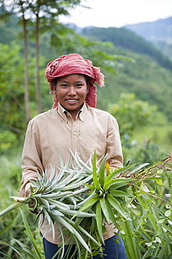 A girl harvests pineapples in Northeast India, India, Asia