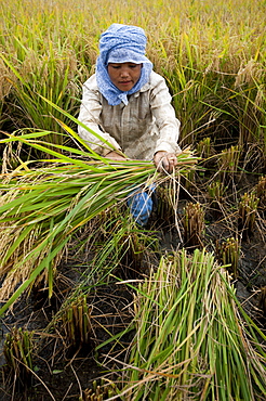 A woman harvests rice in north east India, India, Asia