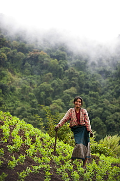 A woman working in pea field in north east India, India, Asia