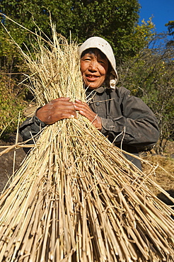 A Bhutanese woman holds up a bundle of freshly harvested rice, Paro District, Bhutan, Asia