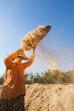 A girl sorts away the husks from the wheat by pouring it in the wind, Shan State, Myanmar (Burma), Asia