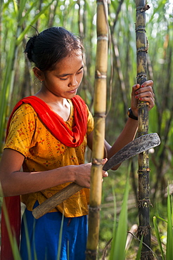 A girl harvests sugarcane in the Rangamati District, Chittagong Hill Tracts, Bangladesh, Asia